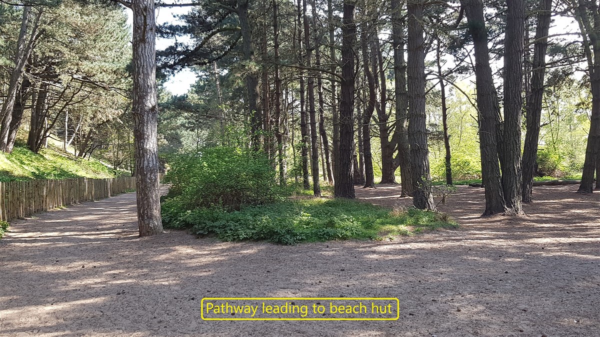 Pinewoods pathway to beach hut