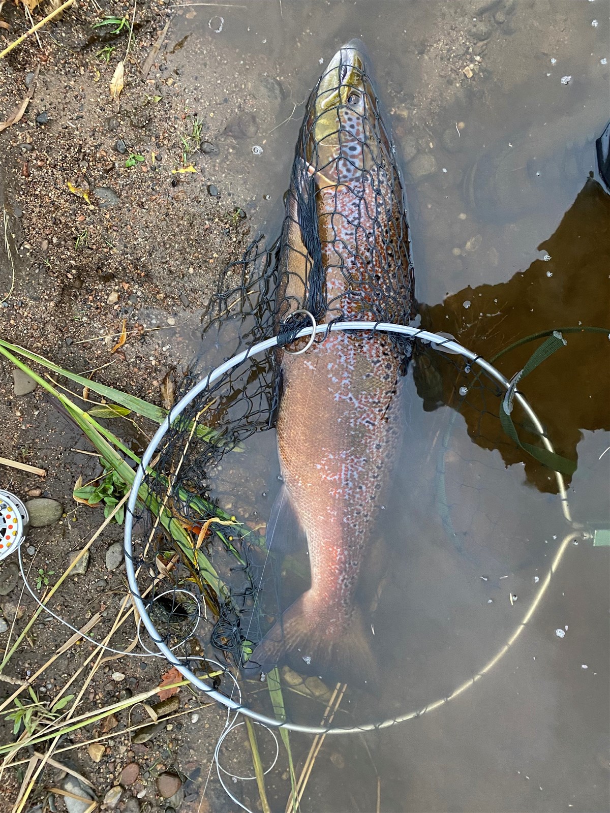 Salmon from Coffee Pot '24