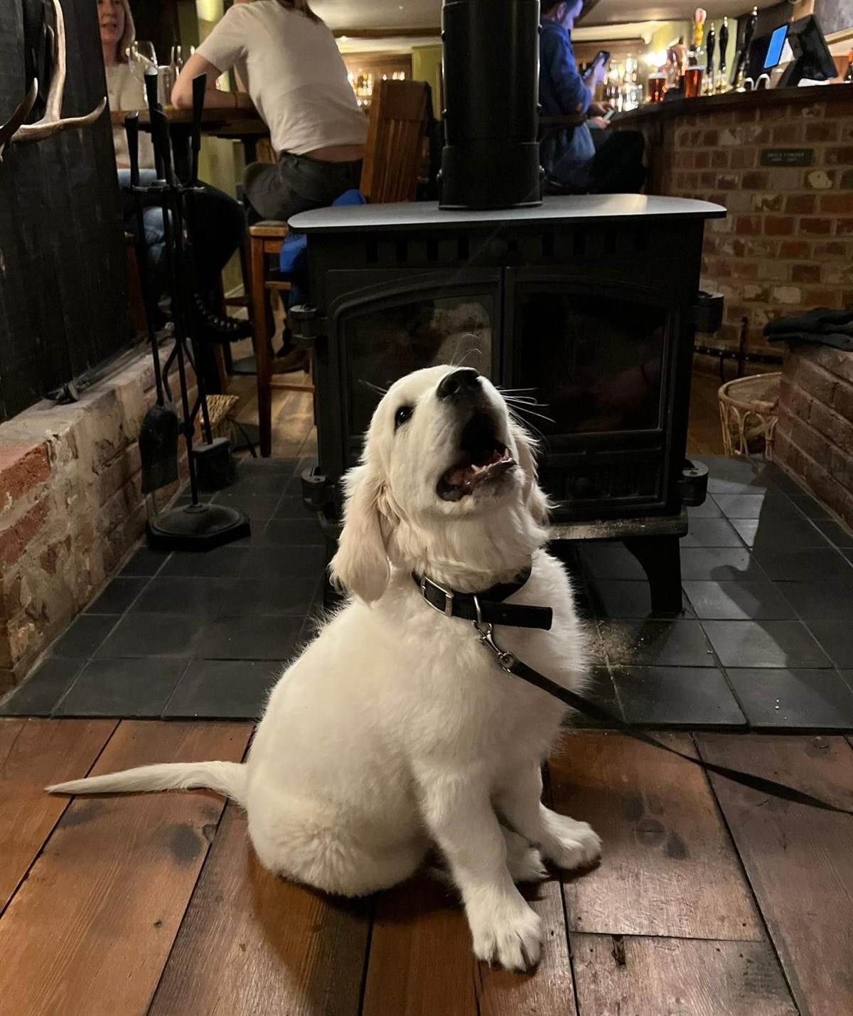 Dogs Welcome