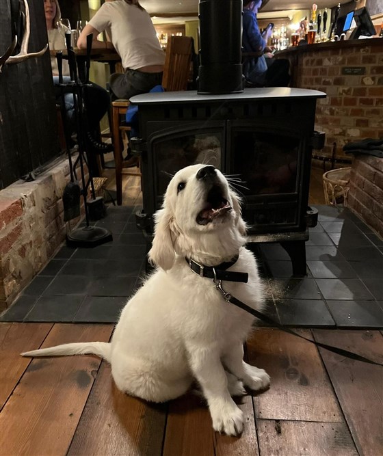 Dogs Welcome