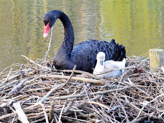 Leeds Castle & Gardens