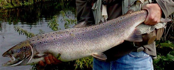 salmon 3