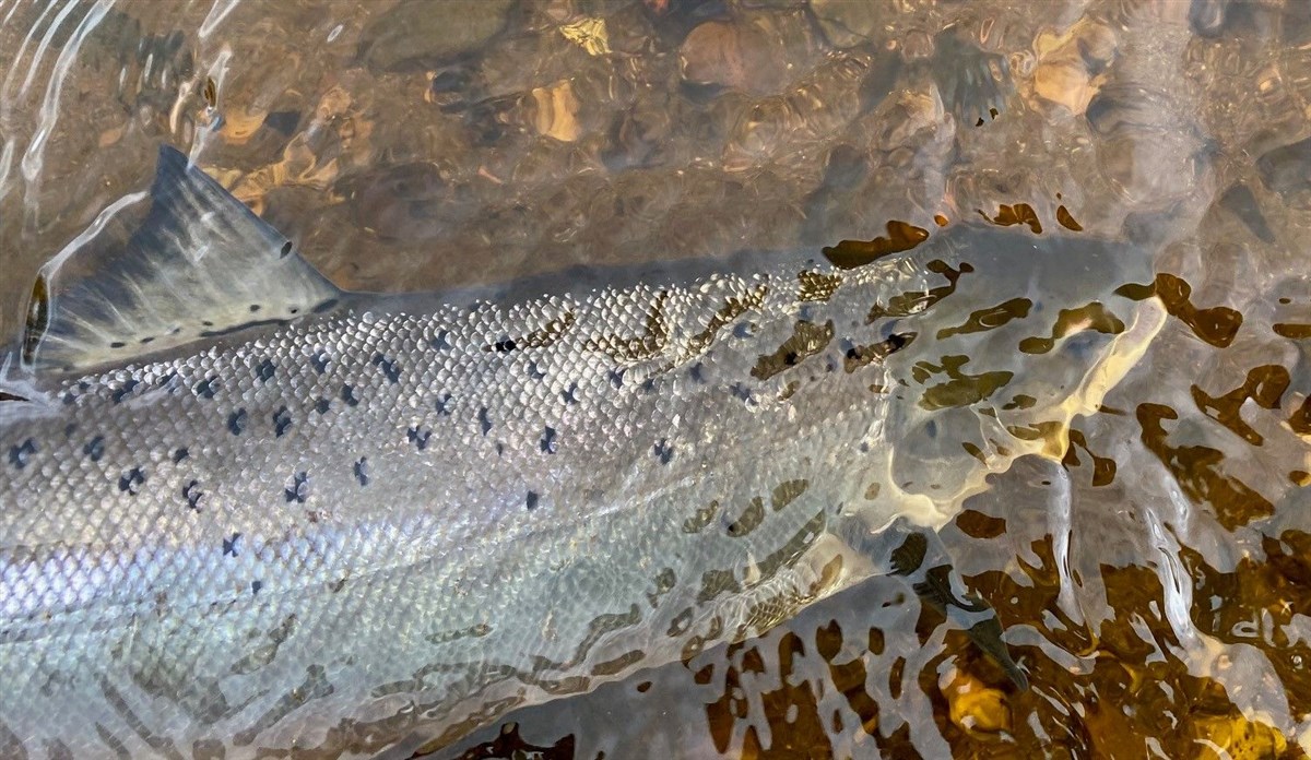 Liced Springer 