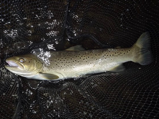 Sea Trout Night