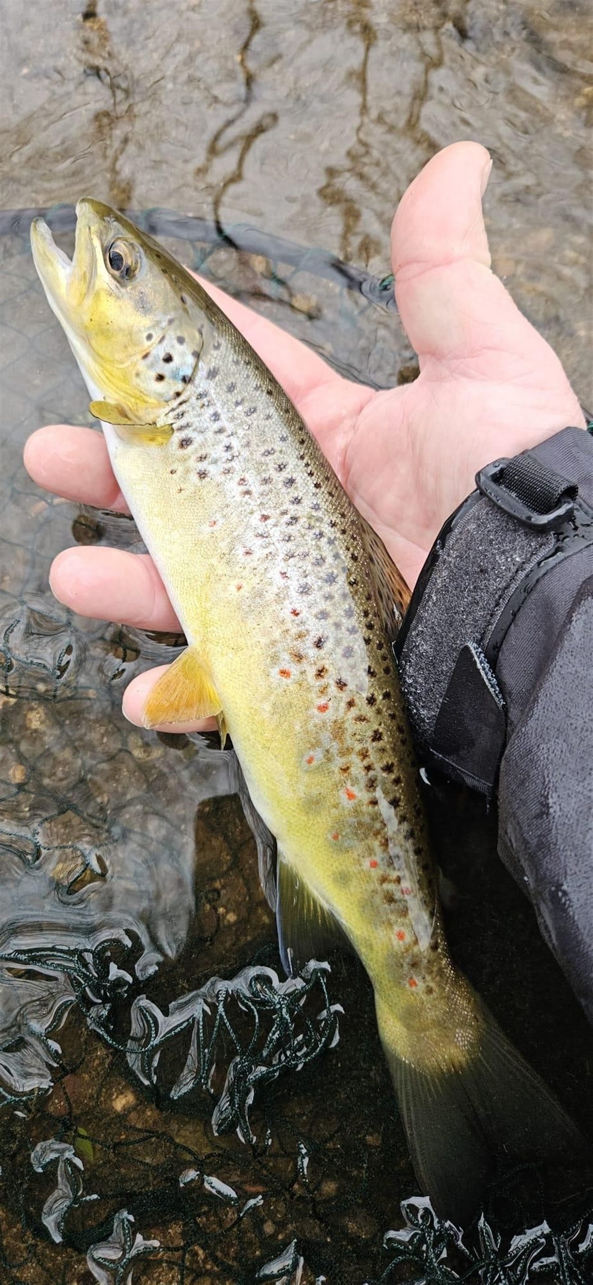 Brown trout
