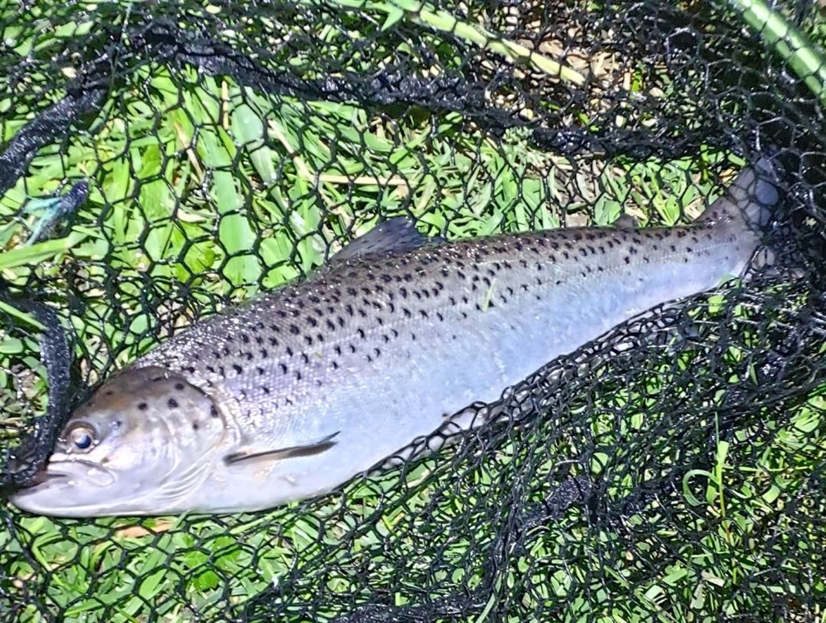 July Sea Trout