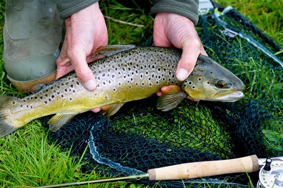 brown trout