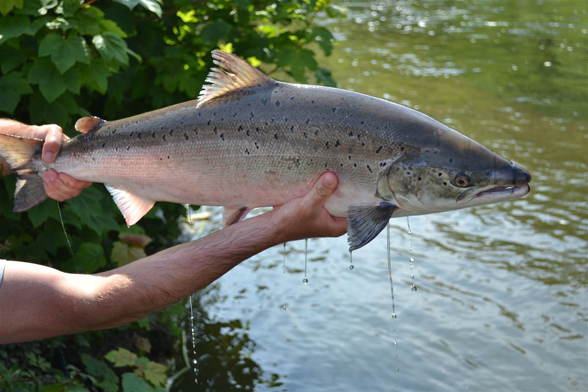 Salmon