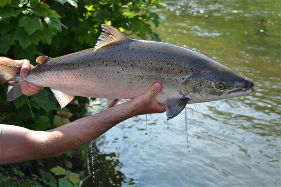 Salmon