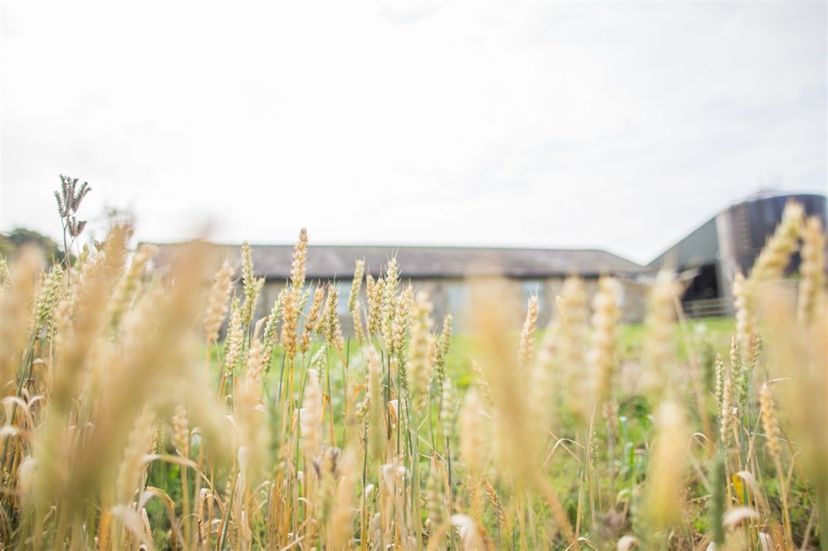 俯瞰开阔乡村的草坪