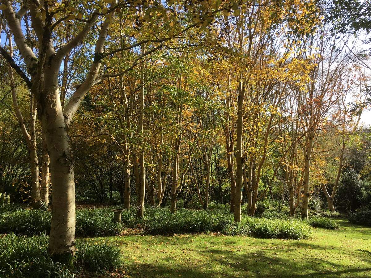 Stone Lane Gardens