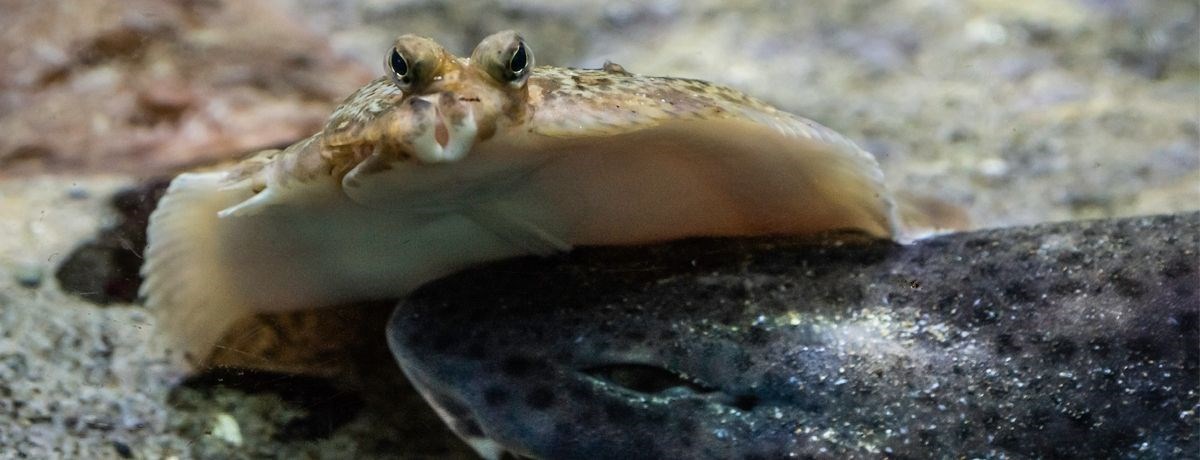 Macduff Marine Aquarium