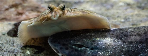 Macduff Marine Aquarium
