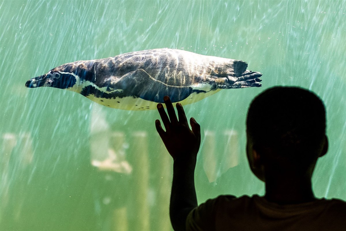 Continue your adventure on foot in Woburn Safari Park's Foot Safari!