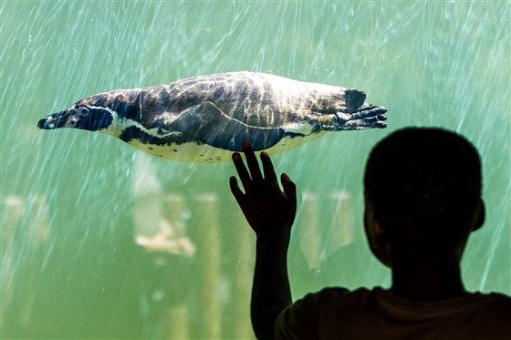 Continue your adventure on foot in Woburn Safari Park's Foot Safari!