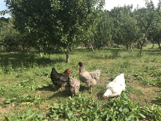 Chickens in the Orchard