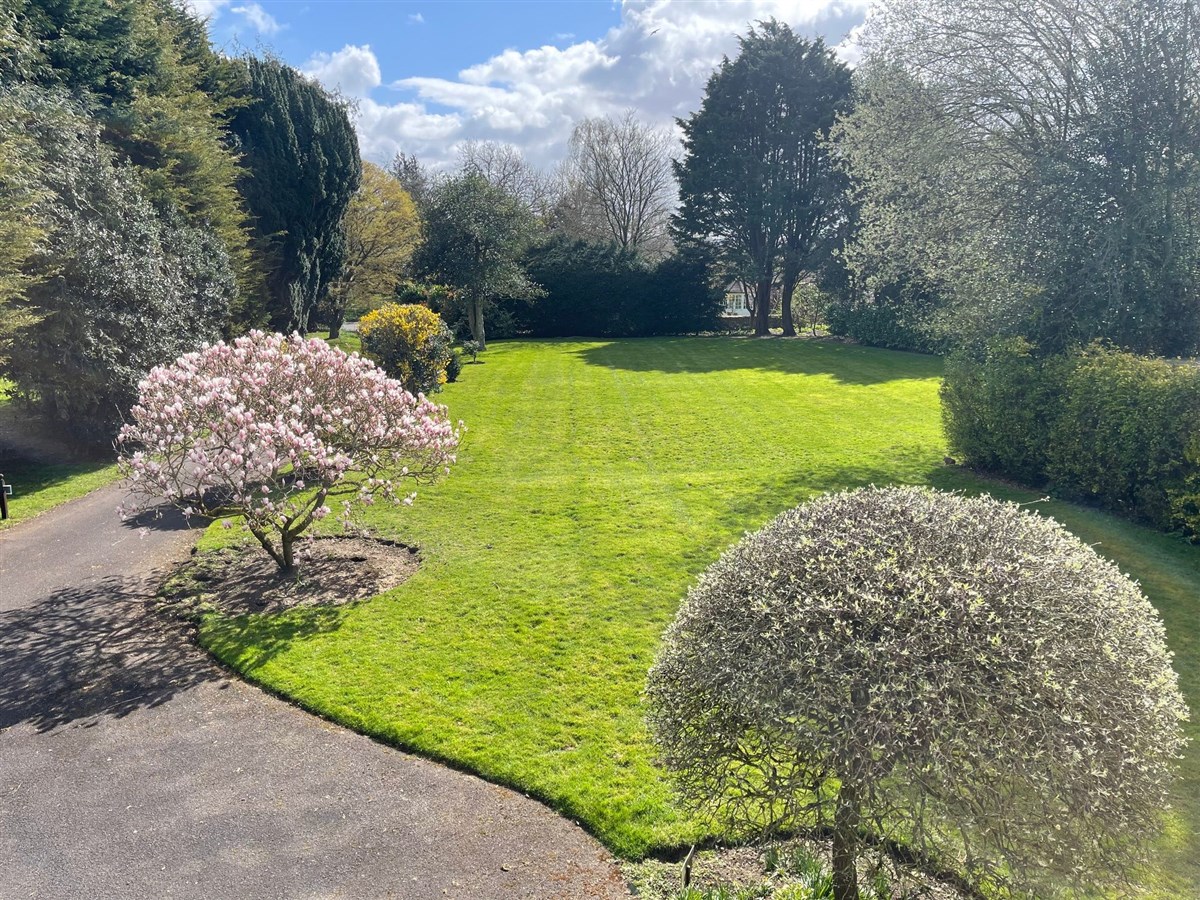 Pine - Garden View