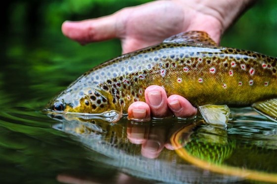 Brown Trout
