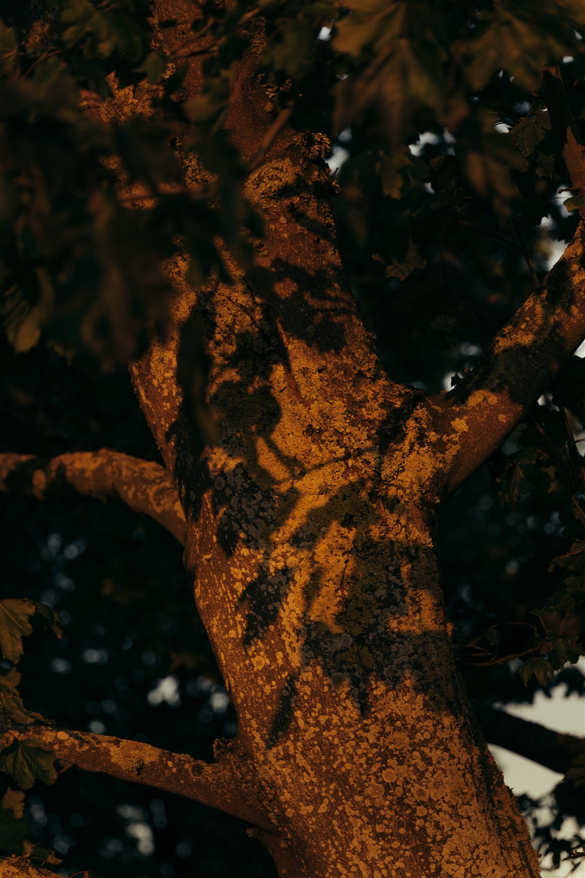Hyll Grounds