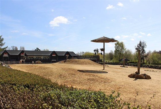 African Paddock - Kingdom of the Wild