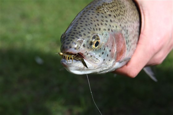 Trout caught on a blue flash damsel