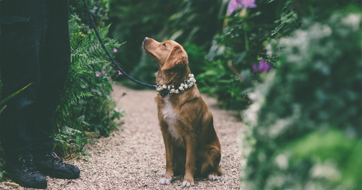 Dog Friendly Wedding