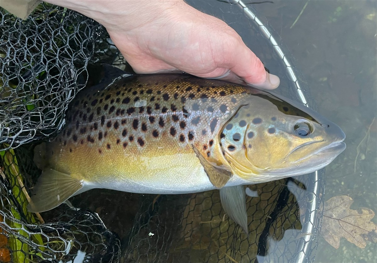 Stunning fish