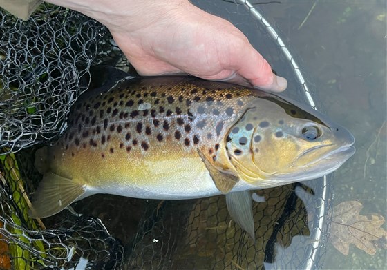 Stunning fish