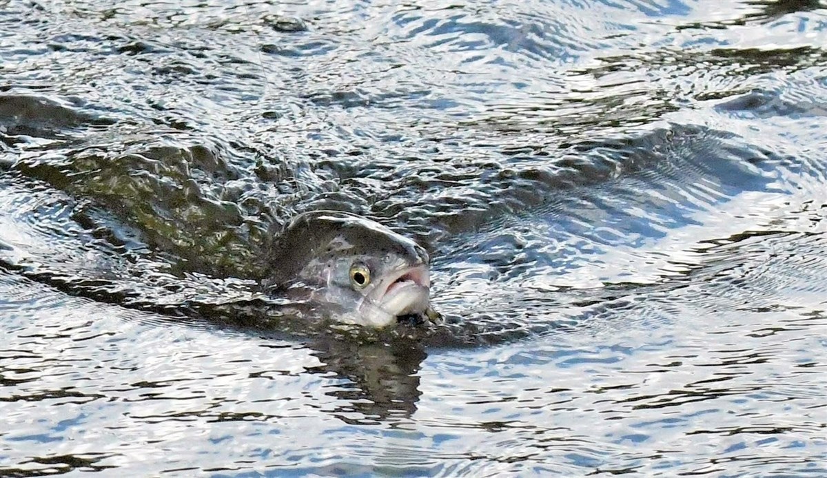 Q-sjøen ved Movilla