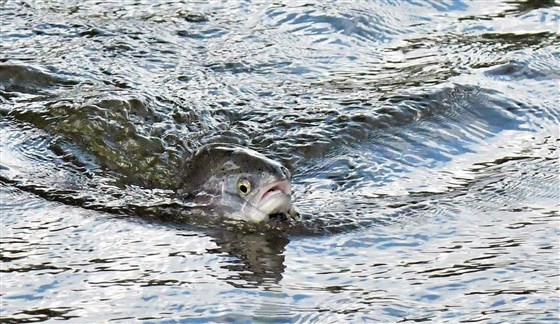 Q-sjøen ved Movilla