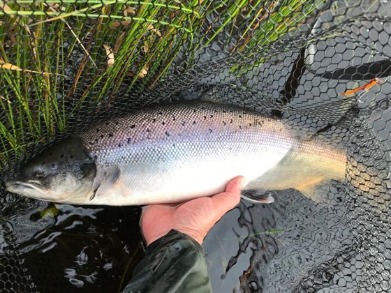 Salmon caught at site