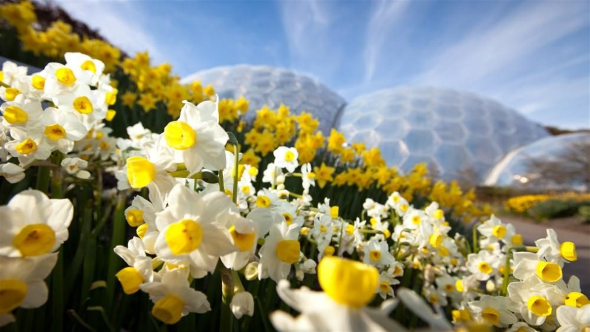 The Eden Project