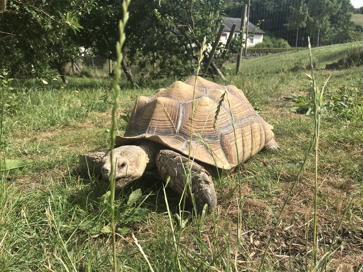 Giant tortoise in the orchard