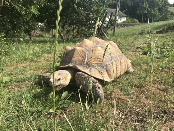 Giant tortoise in the orchard