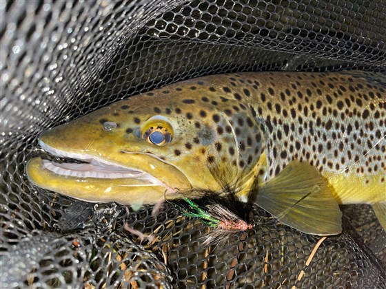 Predatory Brown Trout
