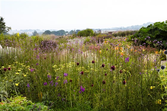 Summer in the Gravel Garden