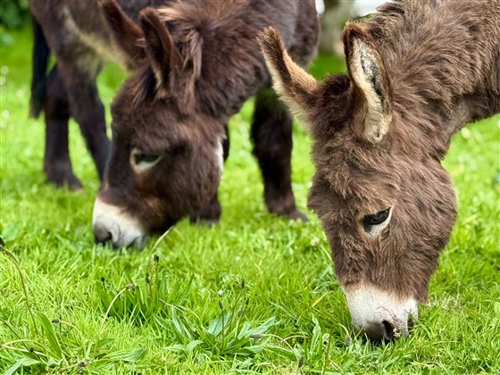 Famous Clovelly Donkeys