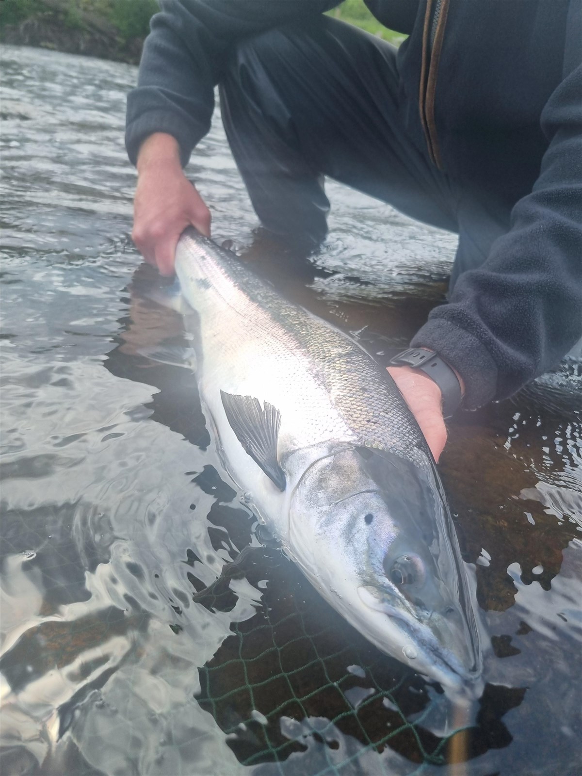 springer