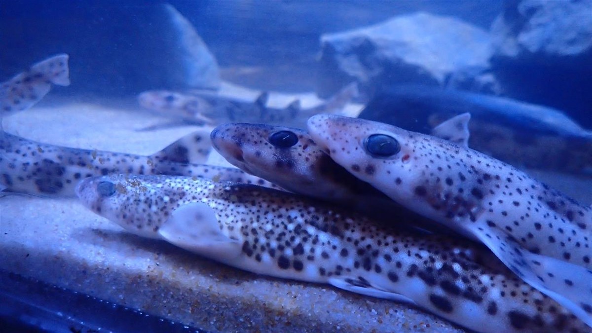Anglesey Sea Zoo