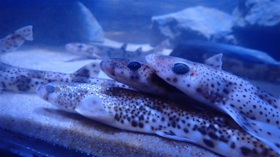 Anglesey Sea Zoo
