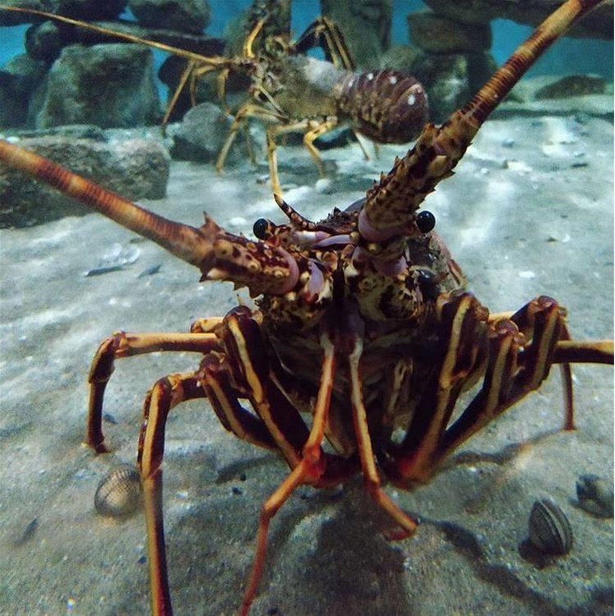 Anglesey Sea Zoo