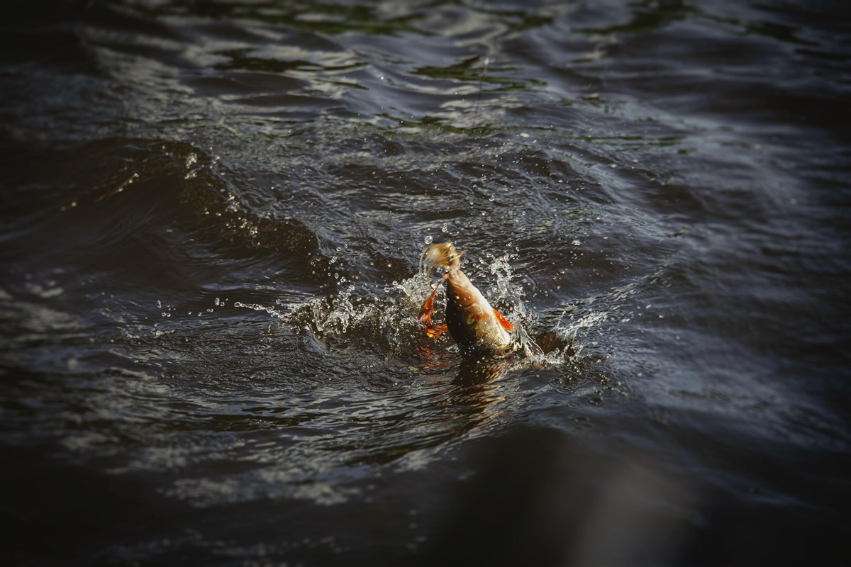 Watershed Fly Fishing