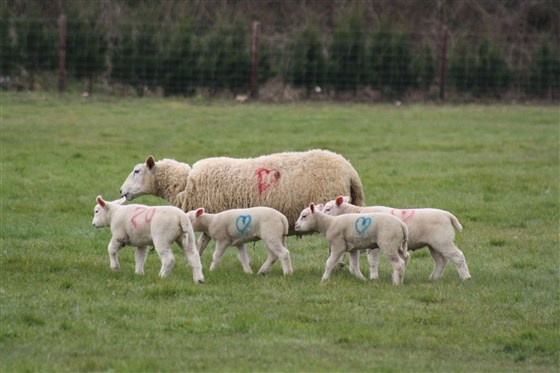 Rectory Sheep