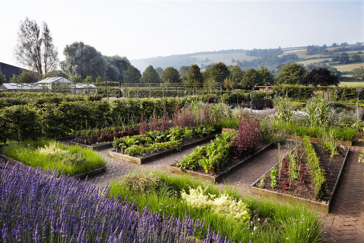 Summer in the vegetable garden