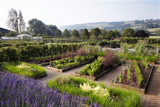 Summer in the vegetable garden