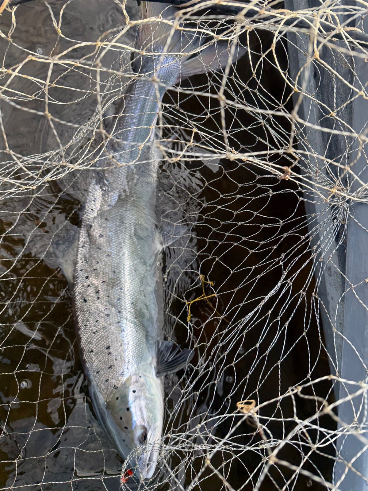 Salmon Spring 2026