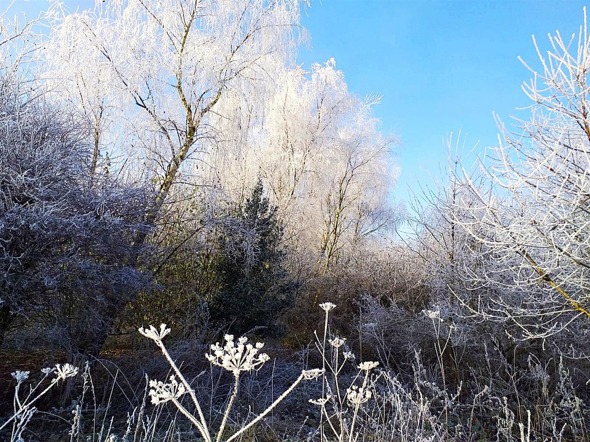 Winter wonderland behind the house