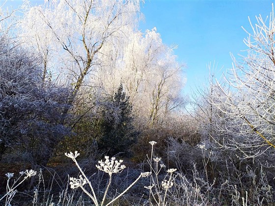 Winter wonderland behind the house