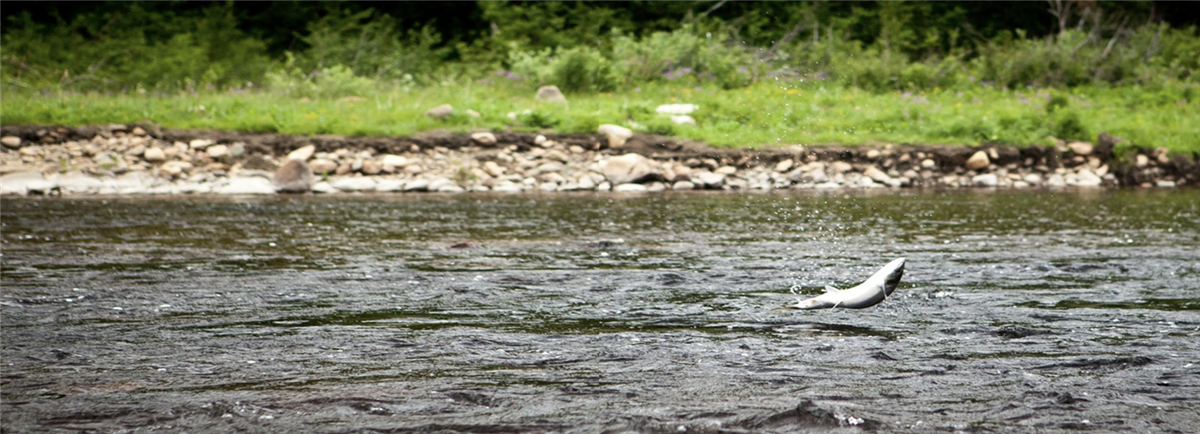 You will see jumping salmon