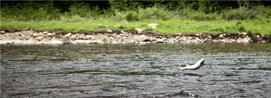 You will see jumping salmon